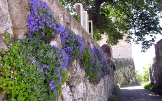 05_0531campanula6