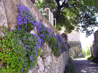 05_0531campanula6