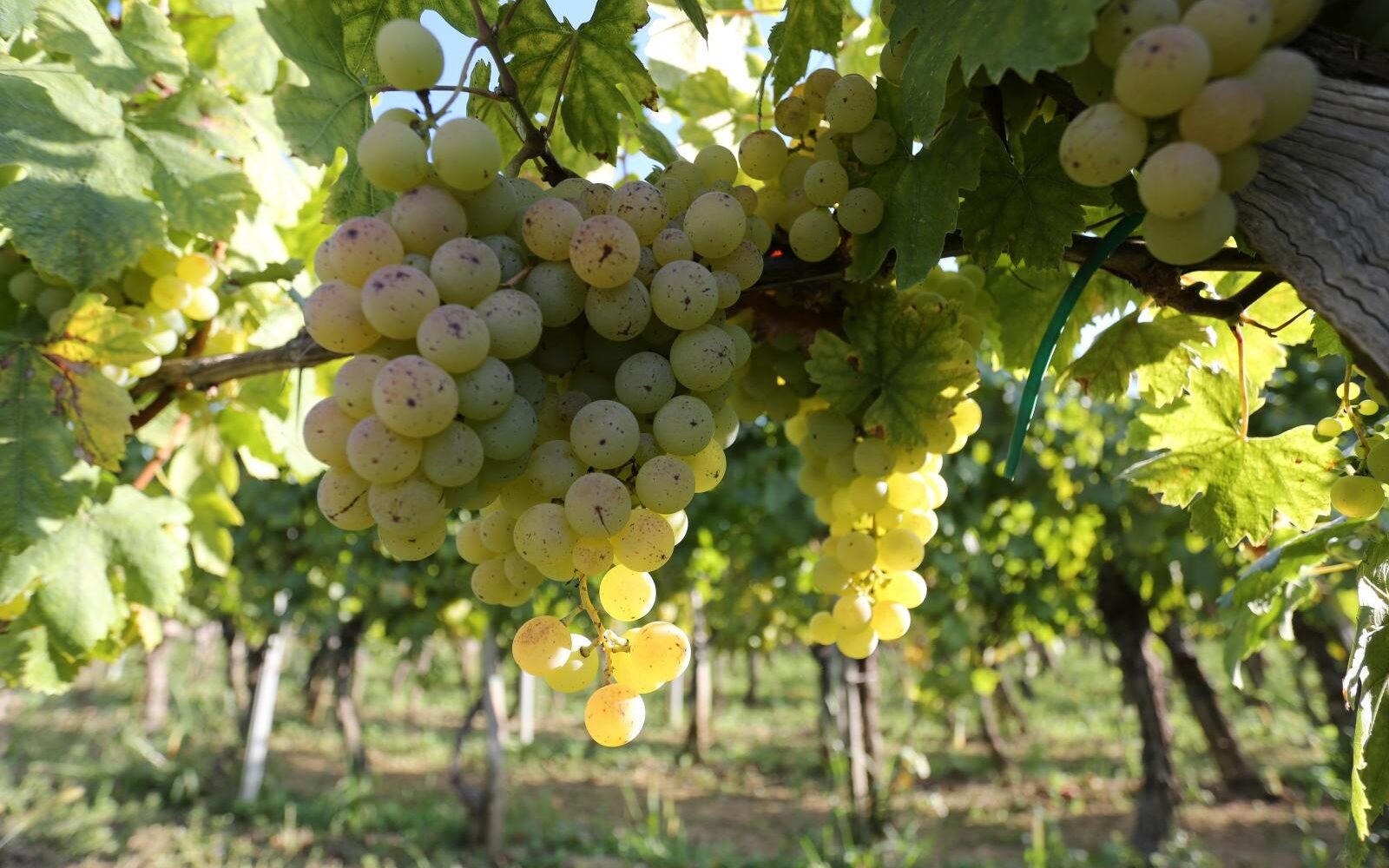 Vrbnik: Počela berba grozđa od kojeg se radi vino žlahtina