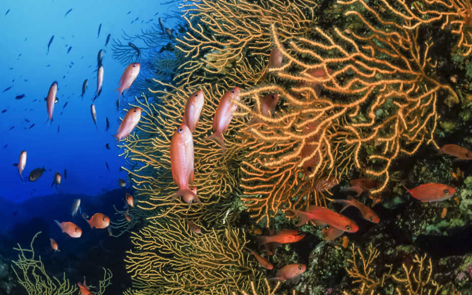 selzine-wall-scuba-diving-center-krk-croatia